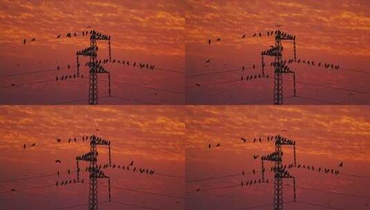 夕阳下电塔上栖息的鸟群高清在线视频素材下载