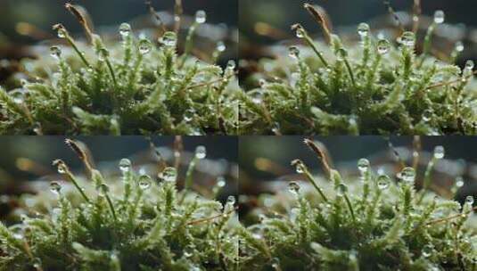 青苔露珠雨露自然生态微距特写视频高清在线视频素材下载