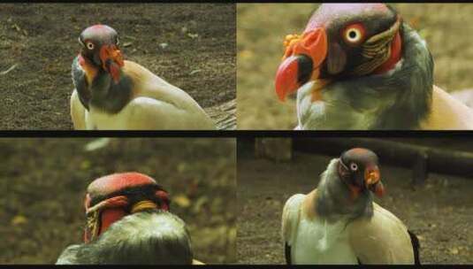 动物园样子奇特的鸟类高清在线视频素材下载