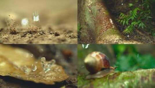 唯美雨滴落下水珠砸到树叶上升格慢动作下雨高清在线视频素材下载