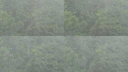 狂风暴雨风吹打树木森林下雨天高清在线视频素材下载