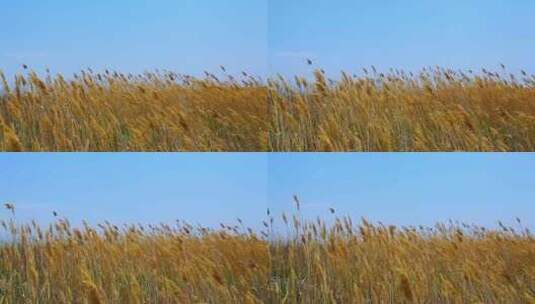 枯萎黄草芨芨草高清在线视频素材下载