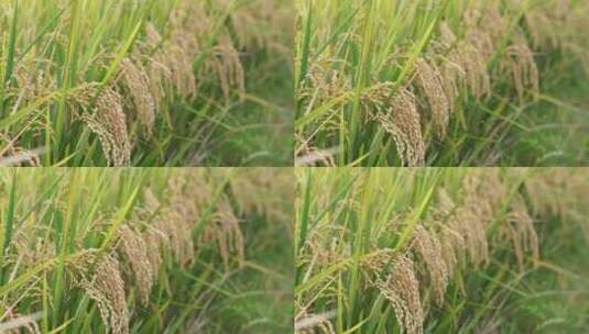 实拍秋天稻田里金黄的稻谷高清在线视频素材下载