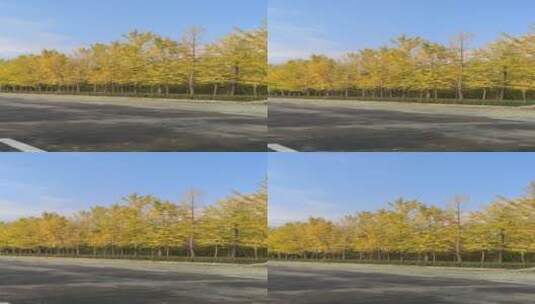 唯美秋天美丽银杏树高清在线视频素材下载
