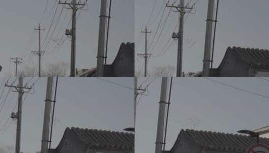 老北京胡同鸽子飞翔高清在线视频素材下载