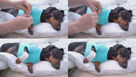 一只受伤的纯种黑狗爪子，休息在枕头上高清在线视频素材下载