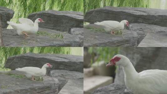 公园里的白番鸭高清在线视频素材下载