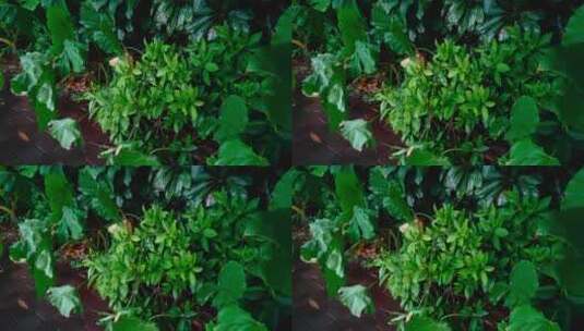 下雨天绿色植物【60帧】高清在线视频素材下载
