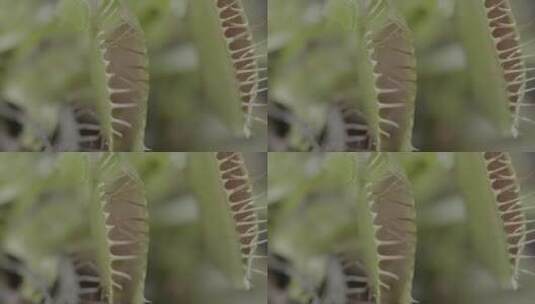 热带植物捕蚊草LOG高清在线视频素材下载
