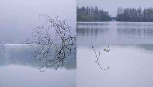 杭州西湖茅家埠雾天意境4K视频素材高清在线视频素材下载