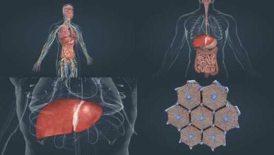 人体器官细胞肝细胞组织新陈代谢三维动画高清在线视频素材下载