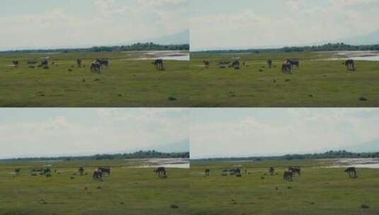 航拍草原上的马群骏马高清在线视频素材下载