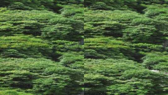 大自然绿色植物天然氧吧竖屏航拍 (4)高清在线视频素材下载