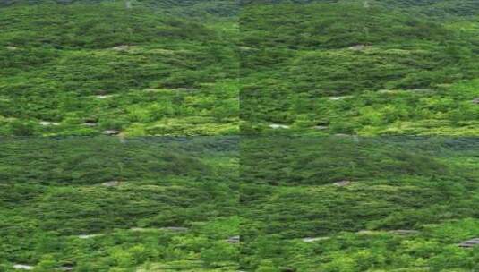 航拍绿色植物森林竖屏高清在线视频素材下载