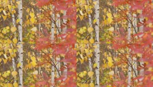 深秋森林 微风吹动 黄叶 红叶 4k高清在线视频素材下载
