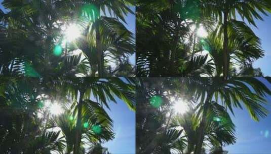透过棕榈树叶的阳光高清在线视频素材下载
