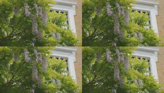 树枝上紫藤花的特写图。高清在线视频素材下载