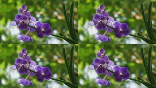 盛开的紫色蝴蝶兰高清在线视频素材下载