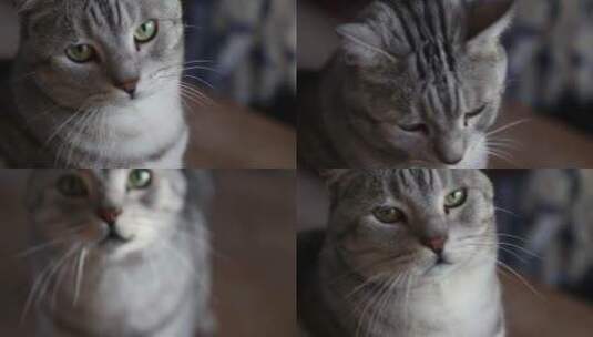 可爱猫咪实拍素材高清在线视频素材下载