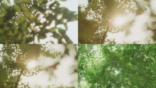仰拍阳光树技树荫树叶阳光透过树叶空镜头高清在线视频素材下载