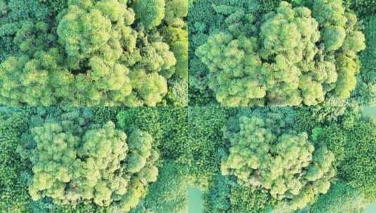树林俯拍森林树木绿色植被自然原始生态环境高清在线视频素材下载
