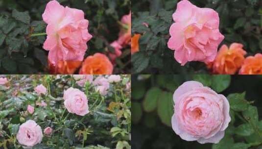 玫瑰花园高清在线视频素材下载