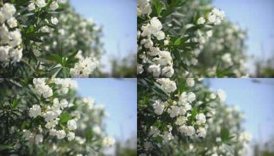 春天里的花朵 春风花瓣高清在线视频素材下载
