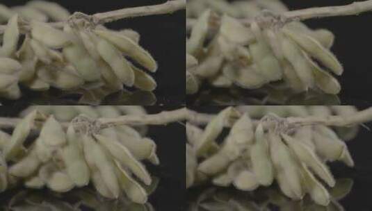 黄豆大豆豆荚豆子影棚LOG视频素材高清在线视频素材下载