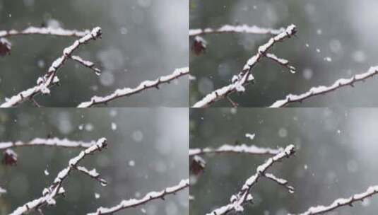 落雪，篱笆，树高清在线视频素材下载