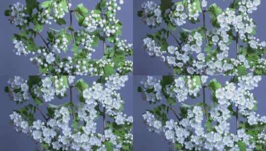 4k垂直延时的梅花在蓝色背景下开花和生长高清在线视频素材下载