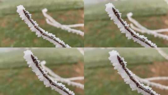 下霜雾凇白霜天气高清在线视频素材下载