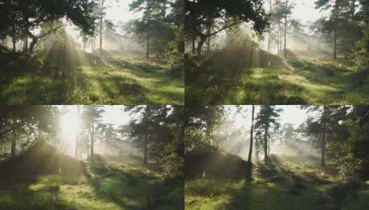 夏日早晨森林绿色植物高清在线视频素材下载