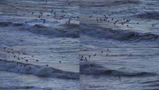 海面上迎风飞翔的海鸥高清在线视频素材下载