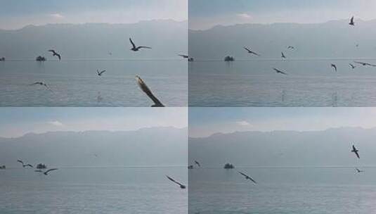 云南大理洱海海鸥高清在线视频素材下载