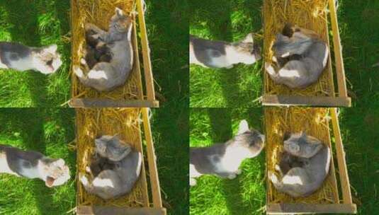 猫科动物高清在线视频素材下载