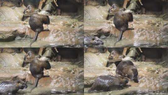 海狸鼠在岸边吃东西休息高清在线视频素材下载