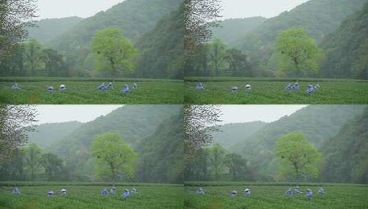 杭州云栖竹径春季清明节雨天采茶叶自然唯美高清在线视频素材下载