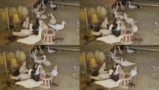 农家饲养的土鸭番鸭高清在线视频素材下载