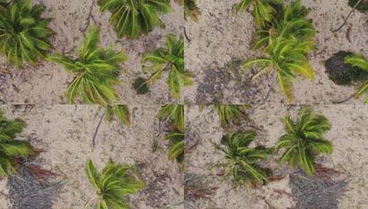 海滩无人机飞过椰子树高清在线视频素材下载