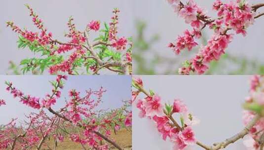 桃花盛开，满园春色高清在线视频素材下载