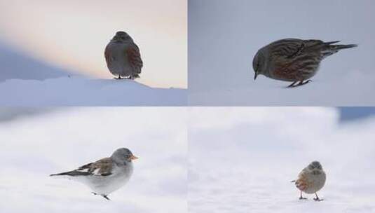 冬季大雪小鸟风雪中觅食高清在线视频素材下载