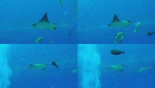 海洋馆水族馆海底世界魔鬼鱼鳐鱼高清在线视频素材下载