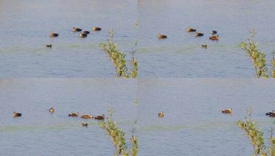 水塘里几只斑嘴鸭野鸭子实拍高清在线视频素材下载