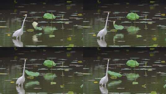 保护生态爱护动物荷塘里一只白鹭在觅食B高清在线视频素材下载