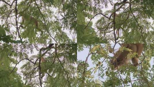 树枝上猴子摘野果高清在线视频素材下载