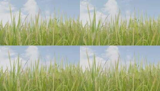 蓝天下的水稻稻田高清在线视频素材下载