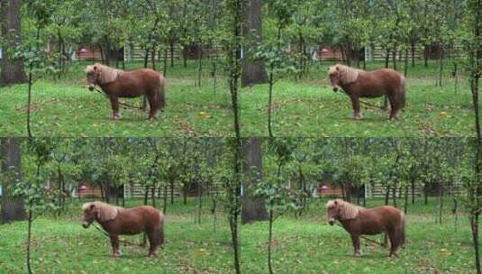 绑在树上的一匹马高清在线视频素材下载