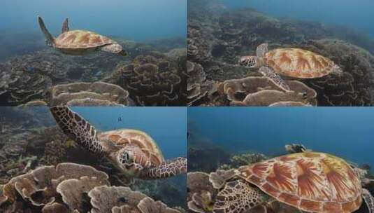 近距离拍摄海底海龟高清在线视频素材下载