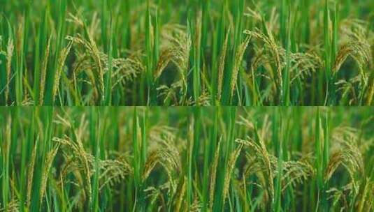 水稻田里的水稻与露水特写高清在线视频素材下载