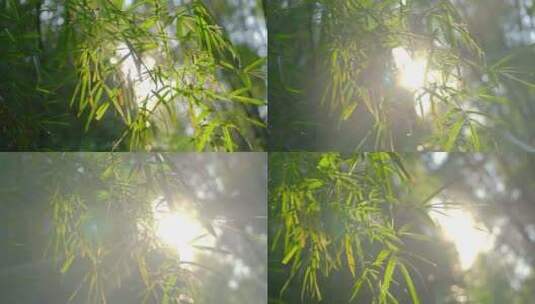 唯美阳光透过竹林竹叶阳光晴天夏至高清在线视频素材下载